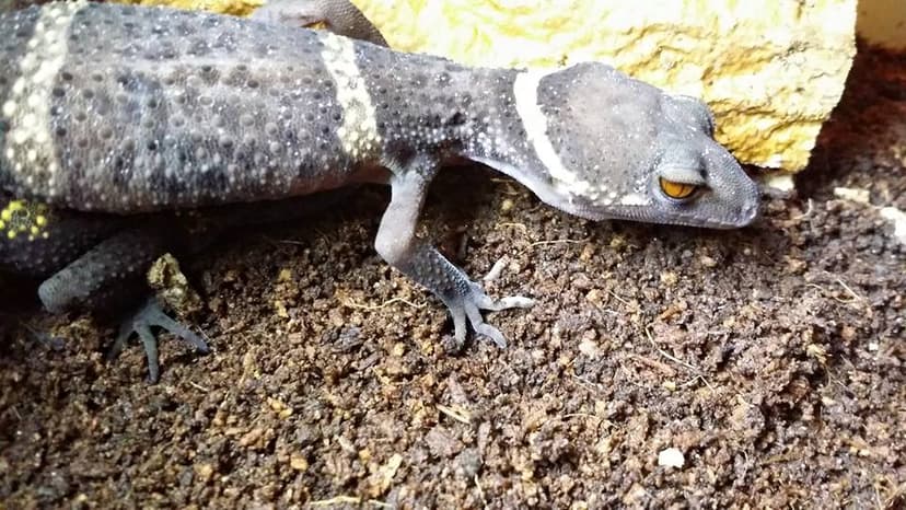 Lichtenfelder's gecko