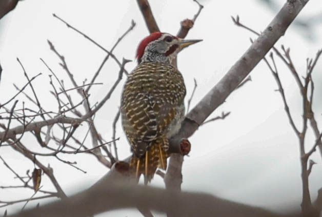 Speckle-throated woodpecker