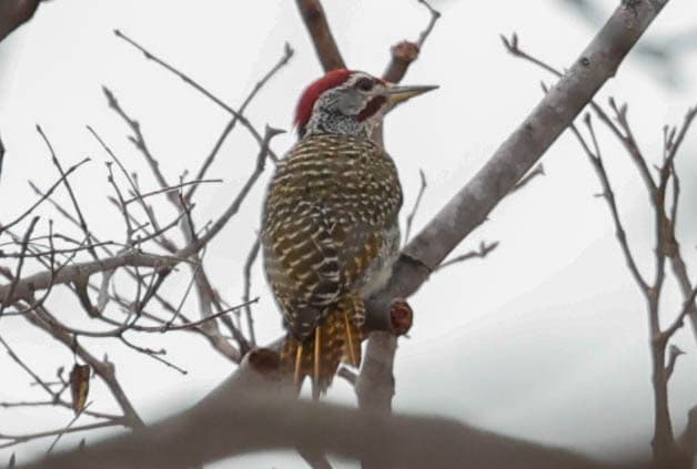 Speckle-throated woodpecker