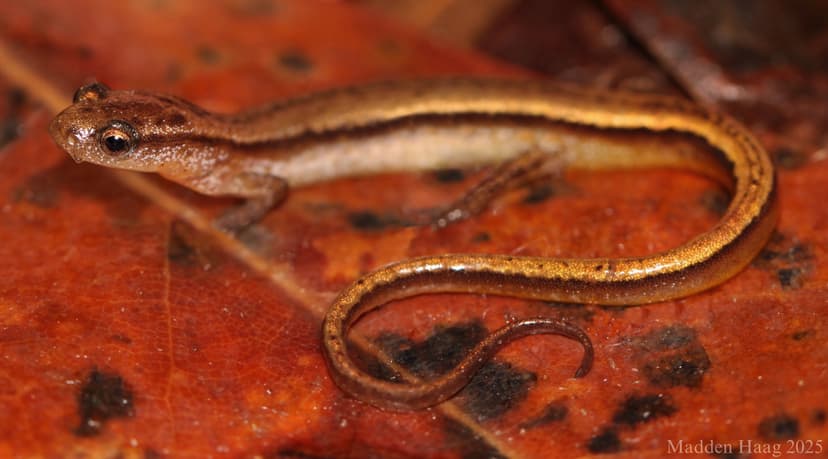 Chamberlain's dwarf salamander