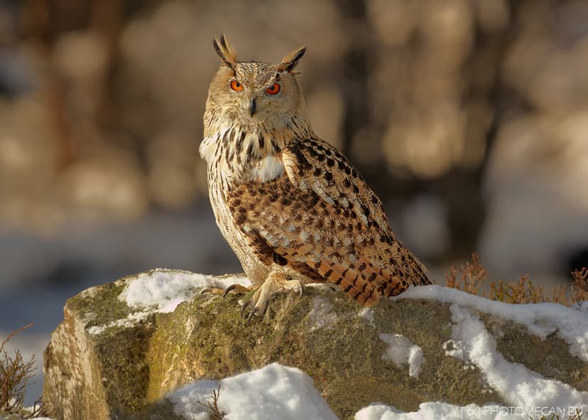 Bubo bubo