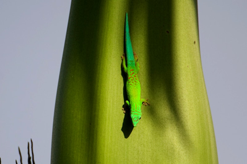 Phelsuma andamanense