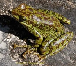 Amolops mantzorum