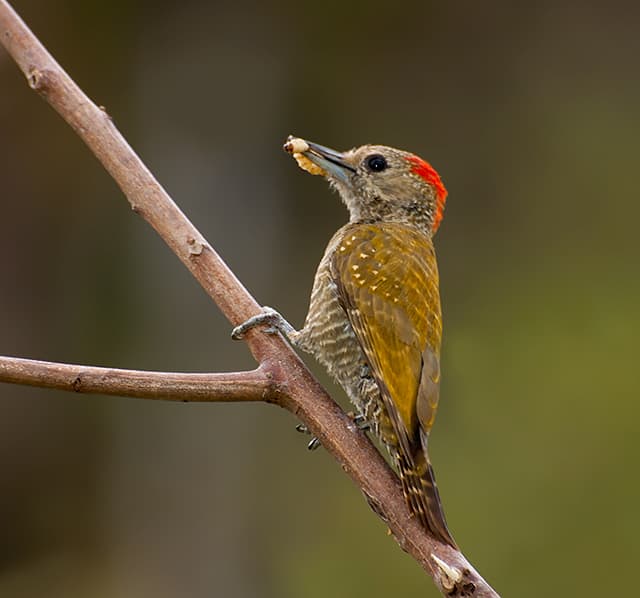 Little woodpecker