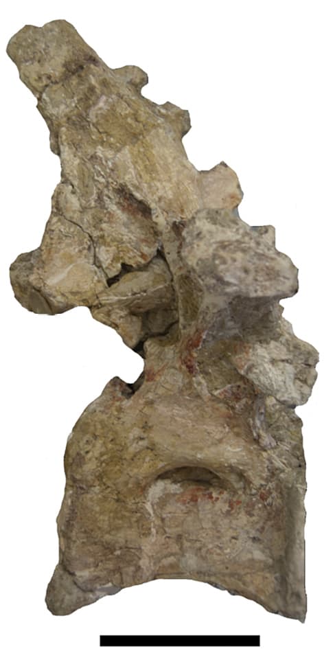 Atsinganosaurus