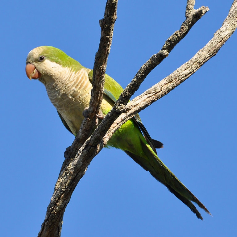Monk parakeet