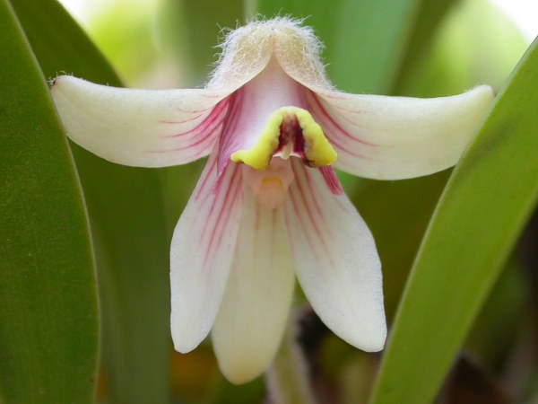 Campanulorchis