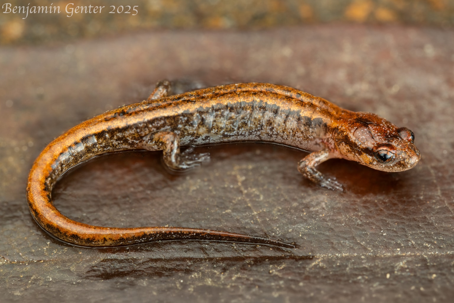 Desmognathus aeneus