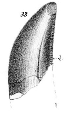 Deinodon
