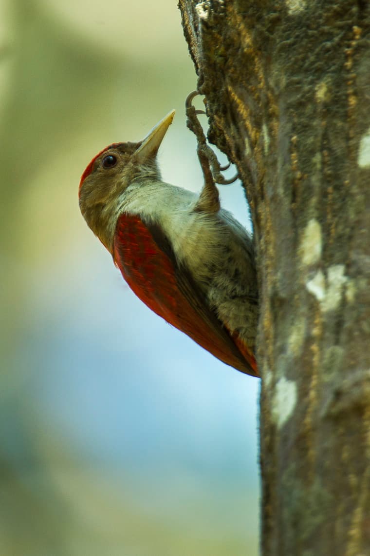 Scarlet-backed woodpecker
