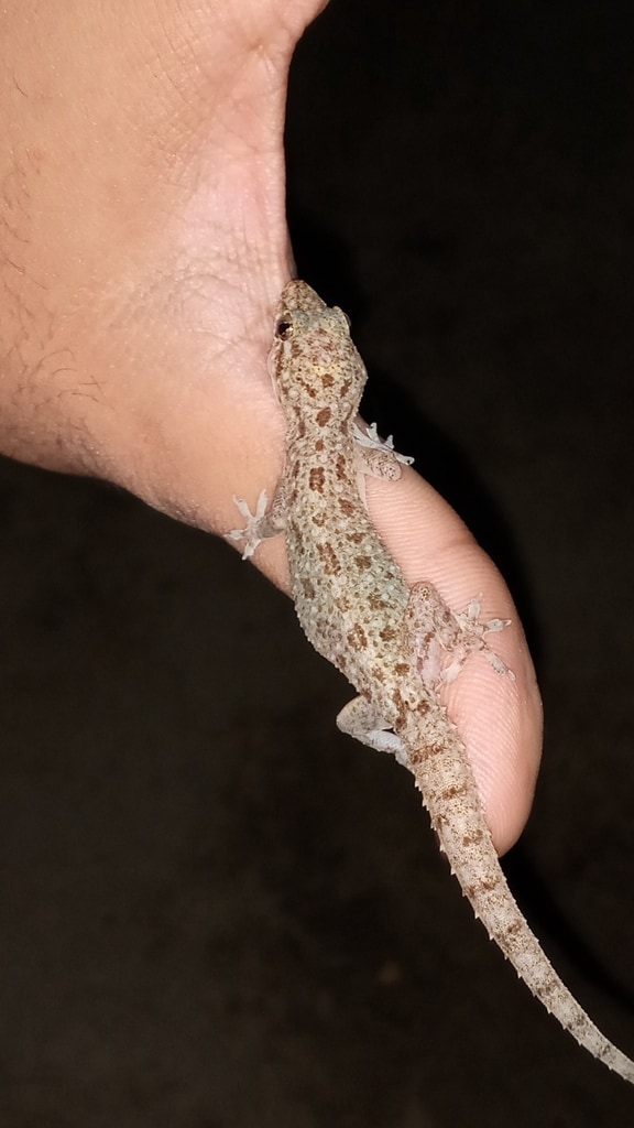 Murray's house gecko