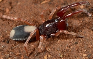 Palpimanidae