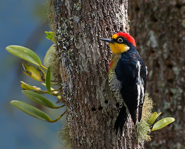 Yellow-fronted woodpecker