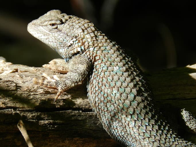 Clark's spiny lizard