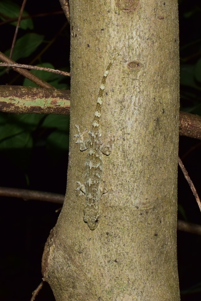 Gekko subpalmatus