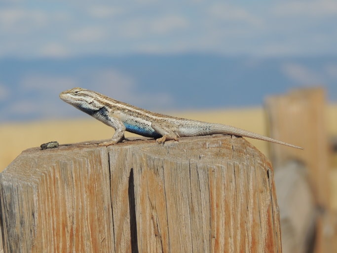 Southwestern fence lizard