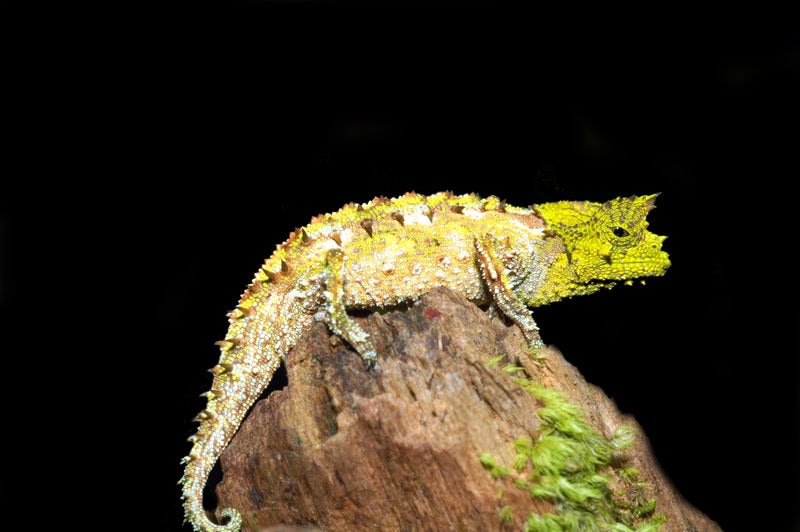 Brookesia vadoni