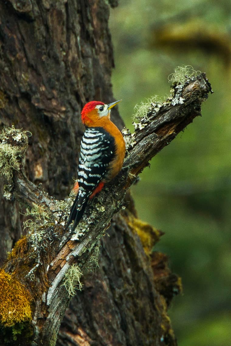 Rufous-bellied woodpecker