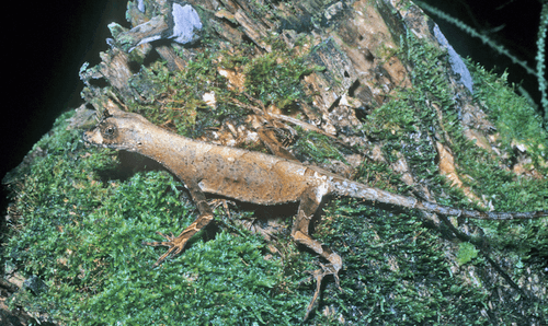 Anolis bombiceps