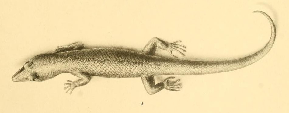 Camaguey least gecko