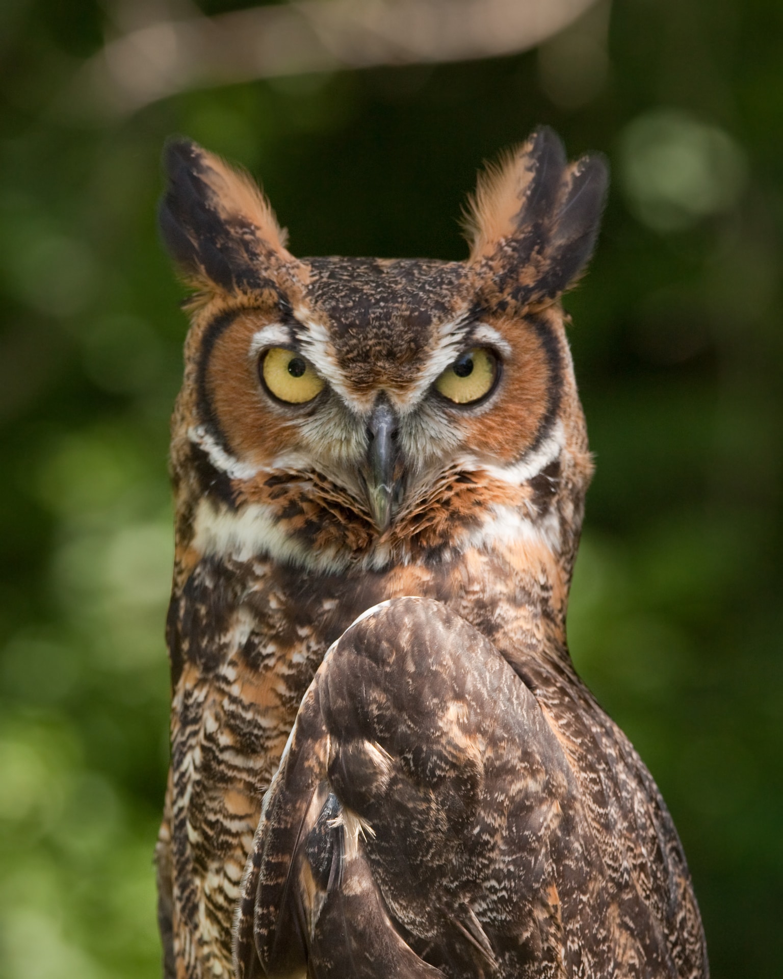 Bubo virginianus