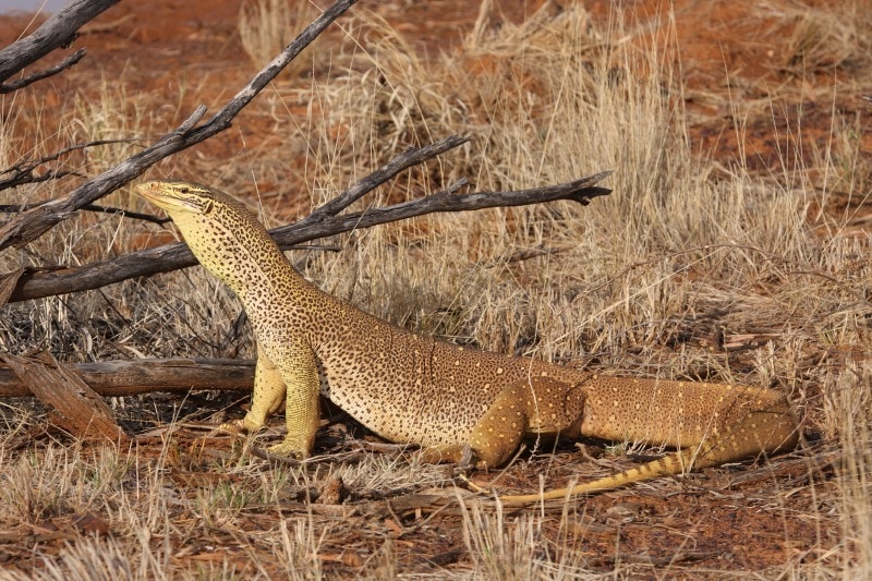 Varanus panoptes