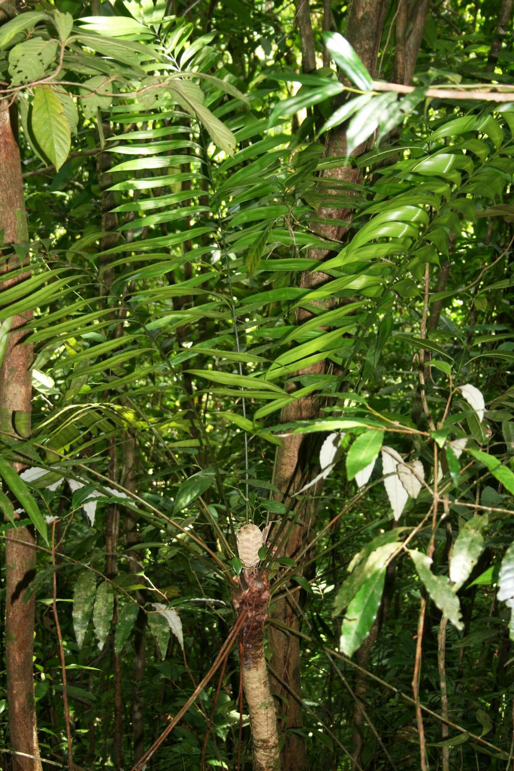 Zamia fairchildiana