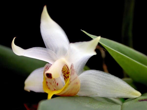 Benzingia