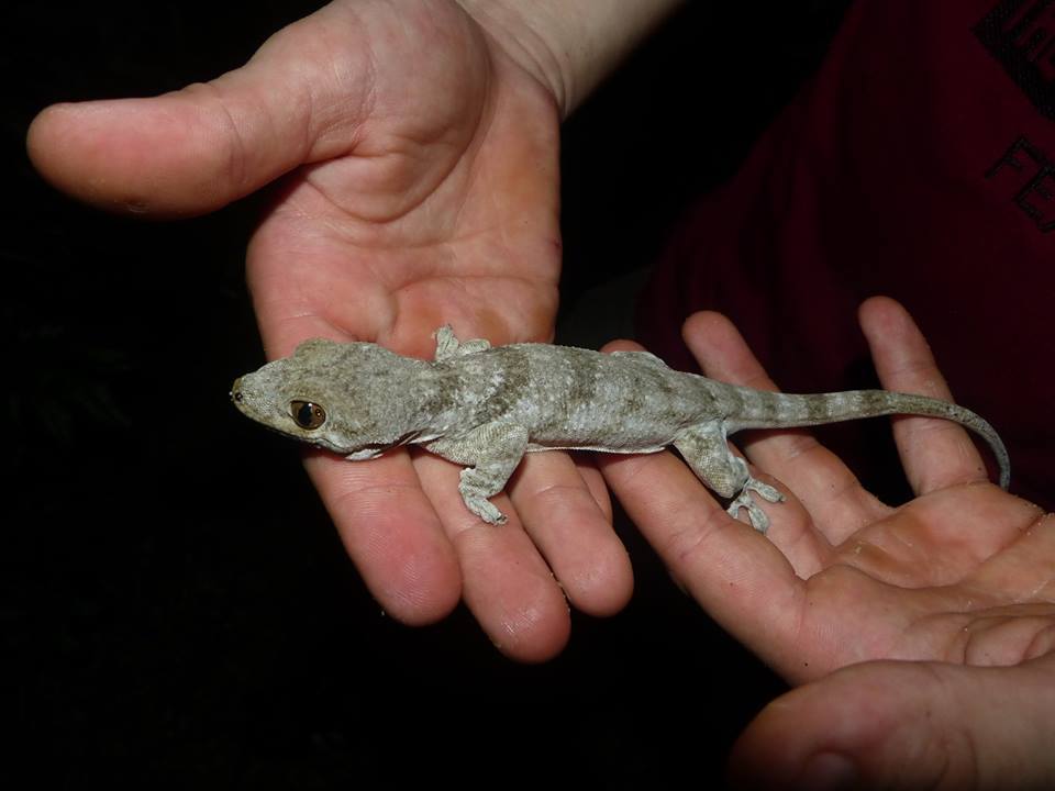 Blaesodactylus boivini