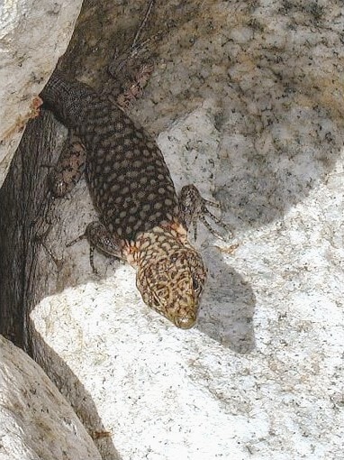 Archaeolacerta bedriagae