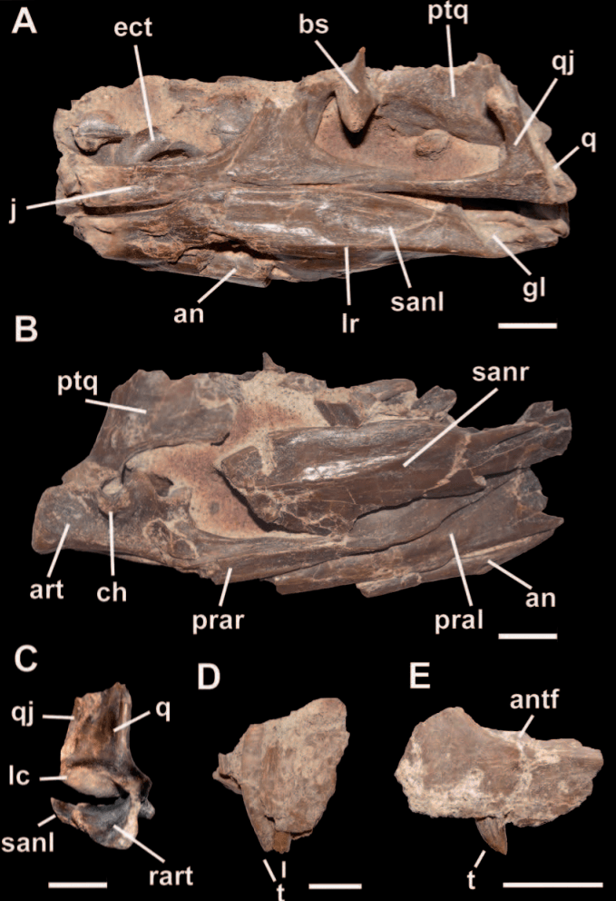 Bicentenaria
