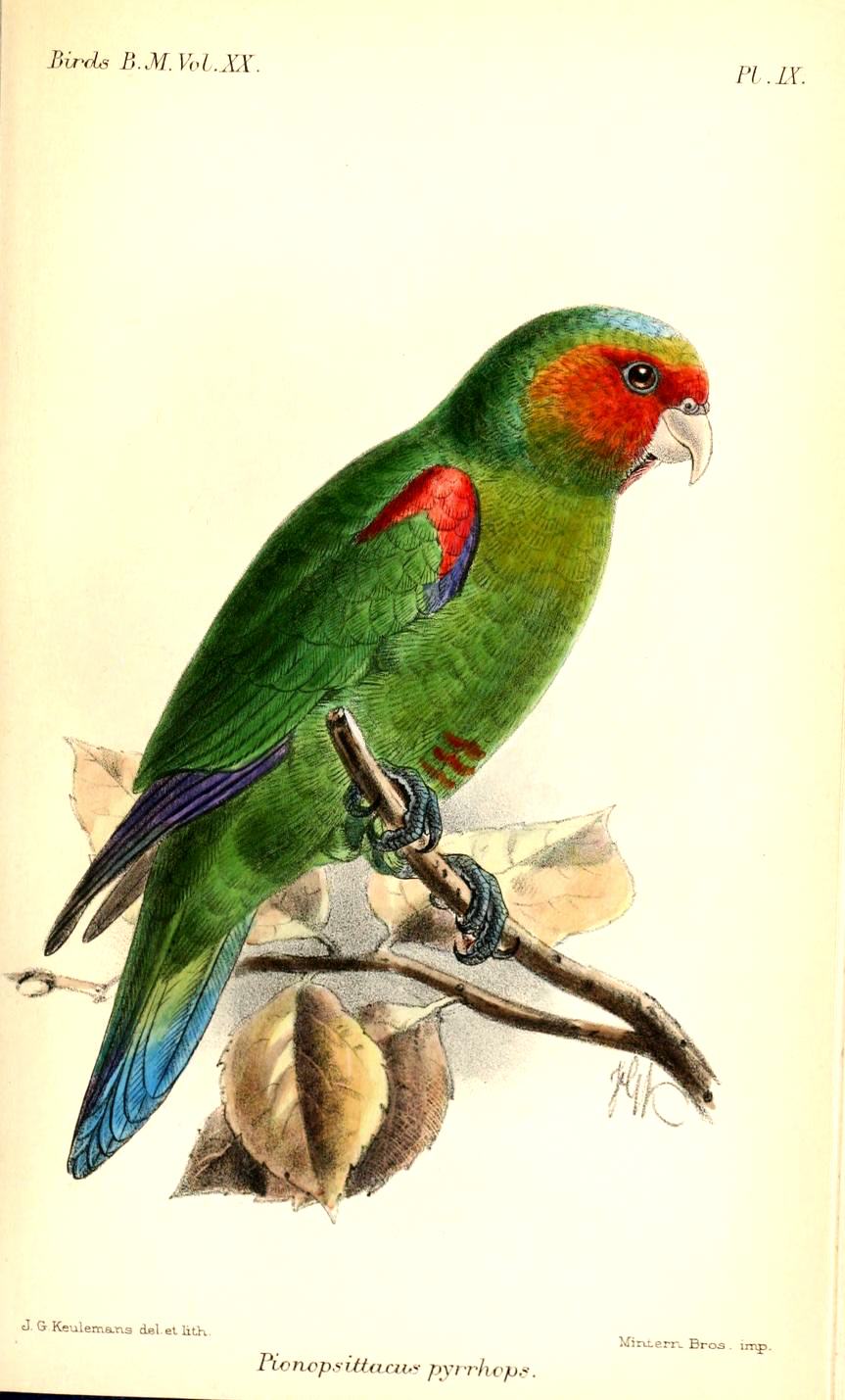 Red-faced parrot