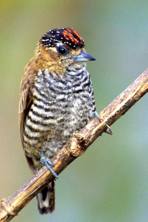 Ochre-collared piculet