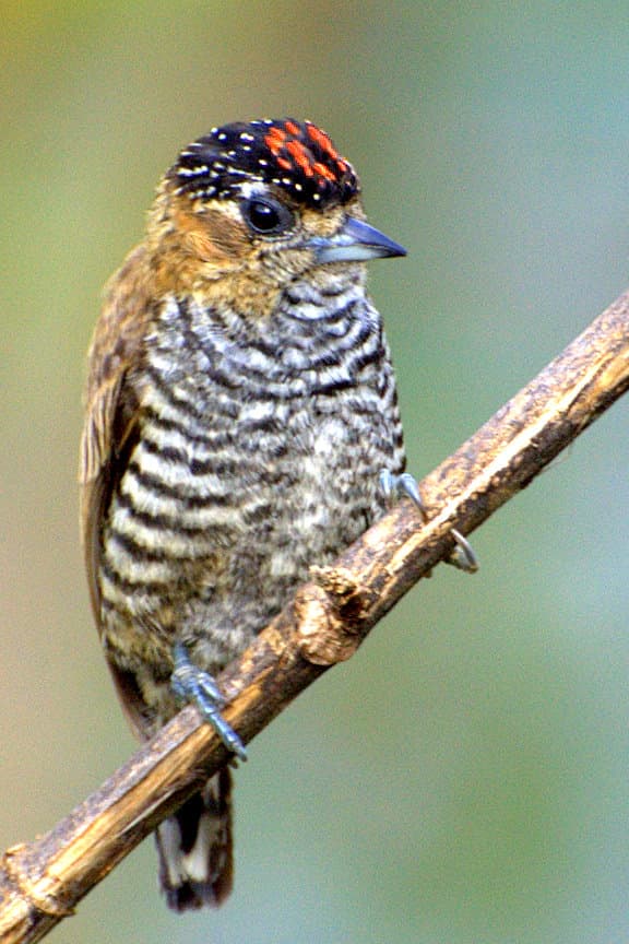 Ochre-collared piculet