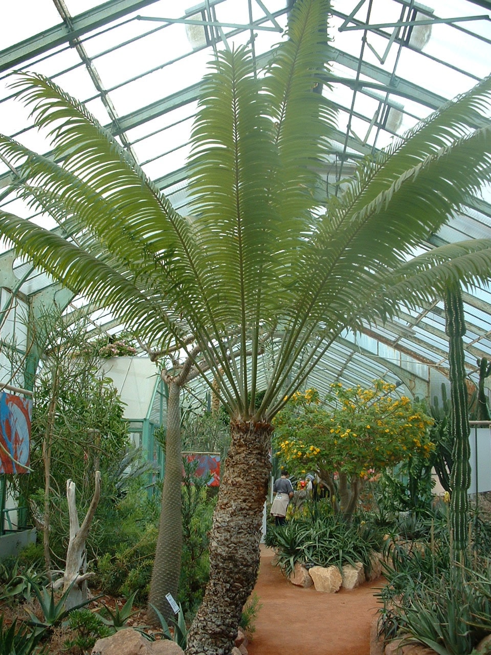 Cycas thouarsii