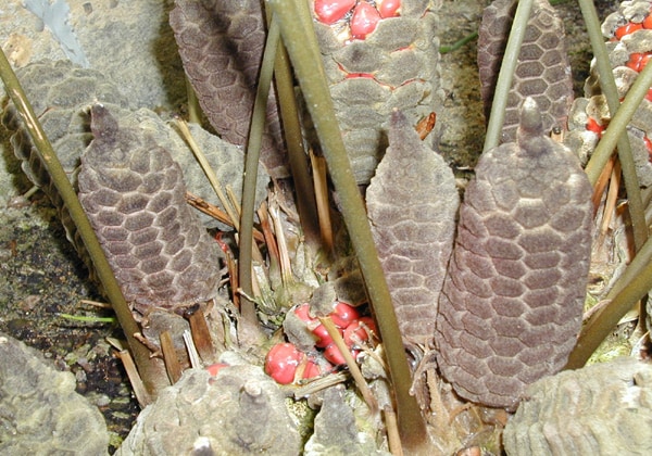 Zamia pumila