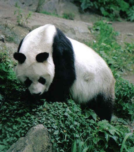 Berlin Zoological Garden
