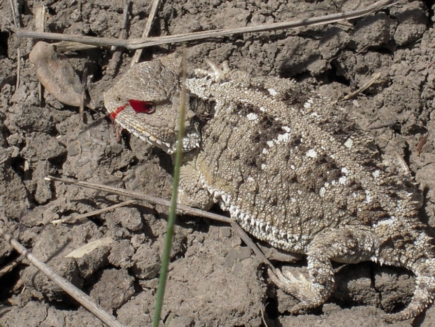 Plains short-horned lizard