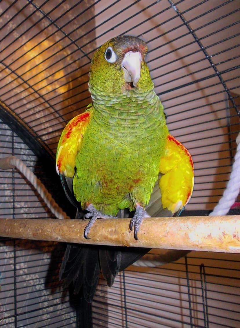 Fiery-shouldered parakeet