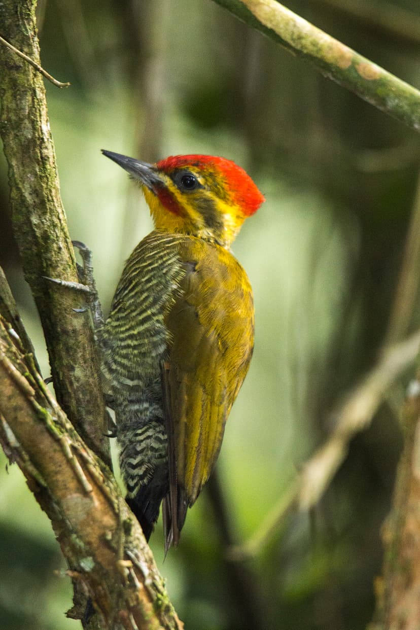 Yellow-browed woodpecker