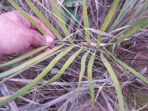 Zamia boliviana