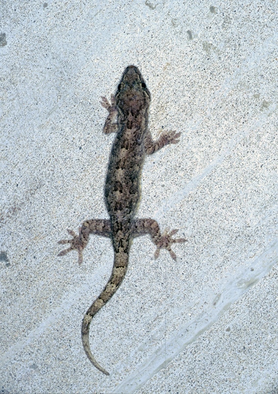 Gekko guishanicus