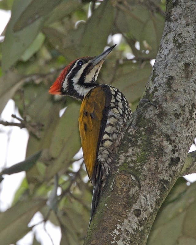 Common flameback