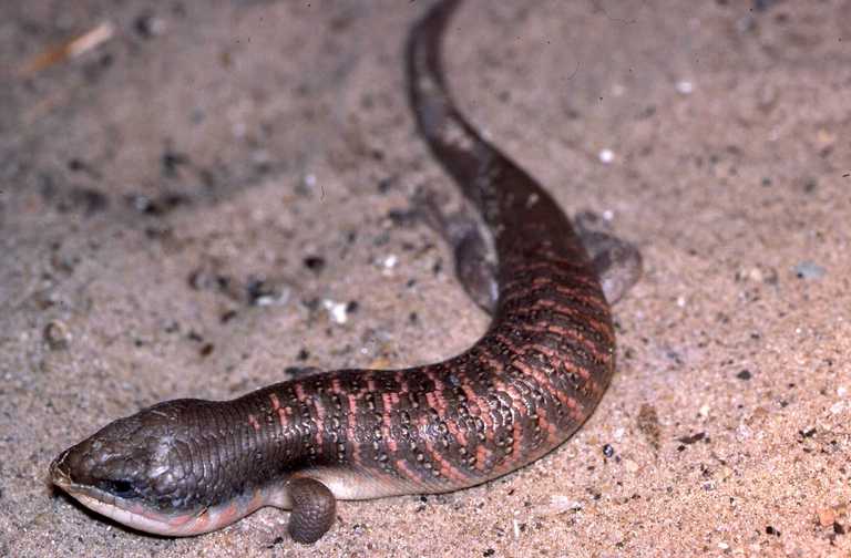 Eumeces algeriensis