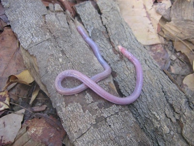 Amphisbaena bilabialata