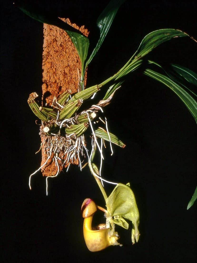 Coryanthes