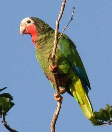Cuban amazon