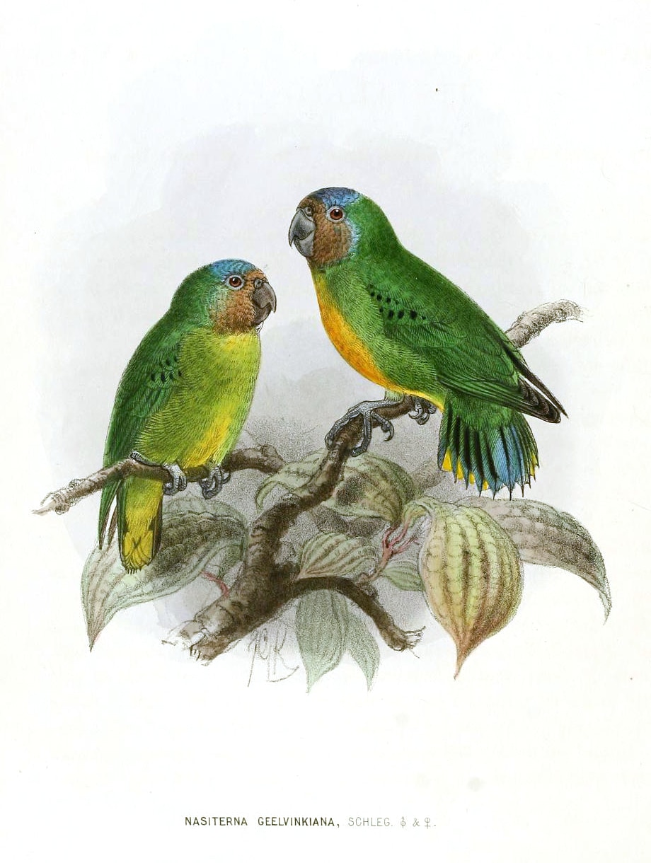 Geelvink pygmy parrot