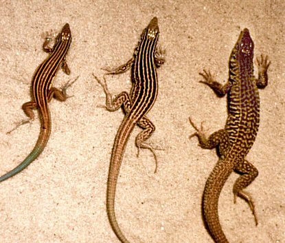 Aspidoscelis neomexicana