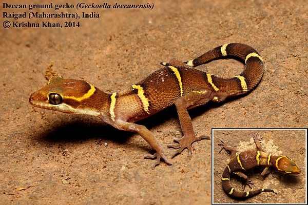 Cyrtodactylus deccanensis